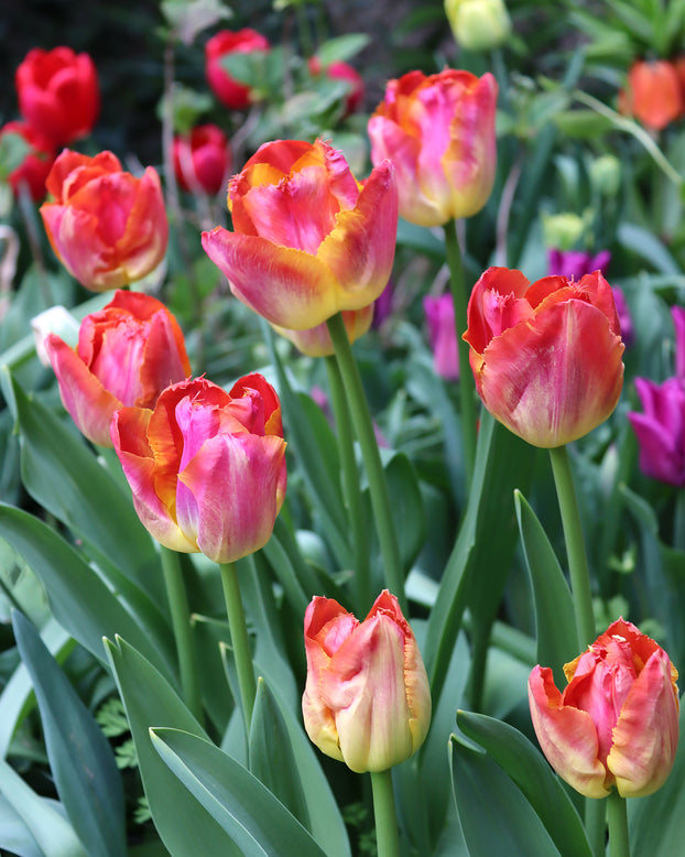 Tulip 'Miami Sunset'