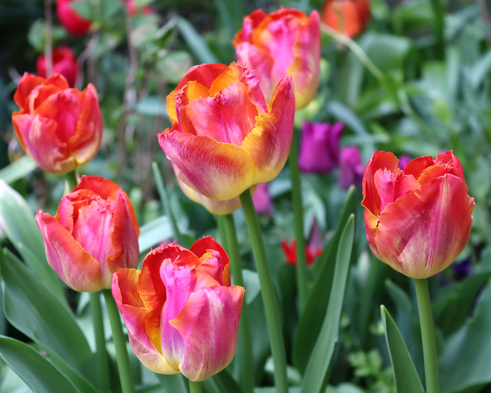 Tulip 'Miami Sunset'