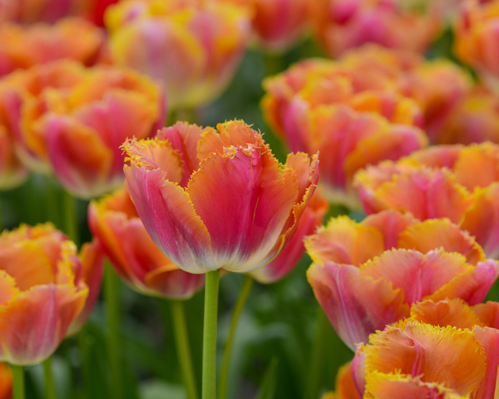 Flower BulbsMiami Sunset™ Bulbs UK - 5