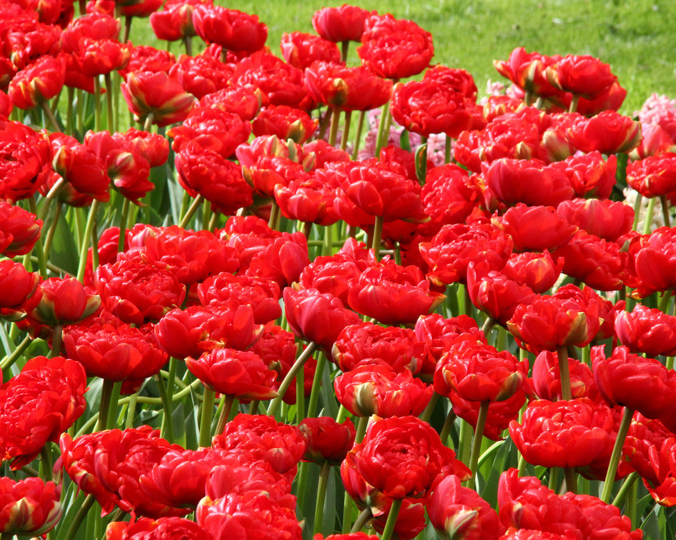 Tulip 'Miranda'
