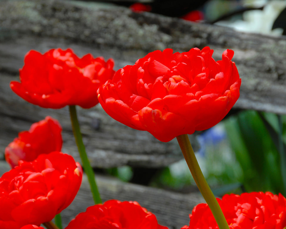 Flower BulbsMiranda Bulbs UK - 4