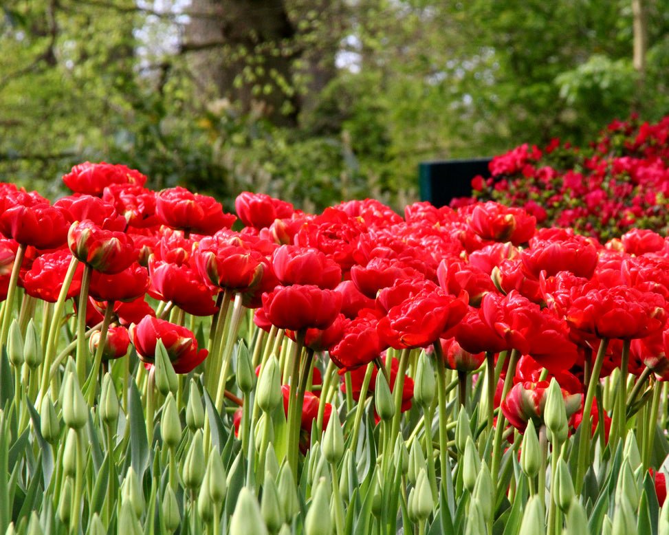 Tulip 'Miranda'