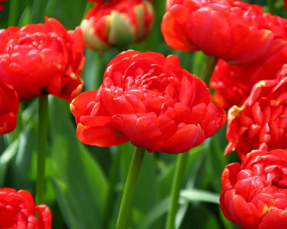 Tulip 'Miranda'