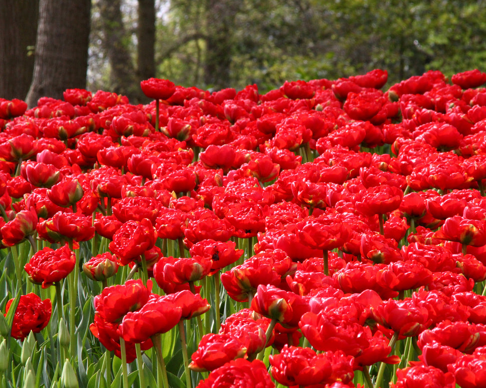 Tulip 'Miranda'