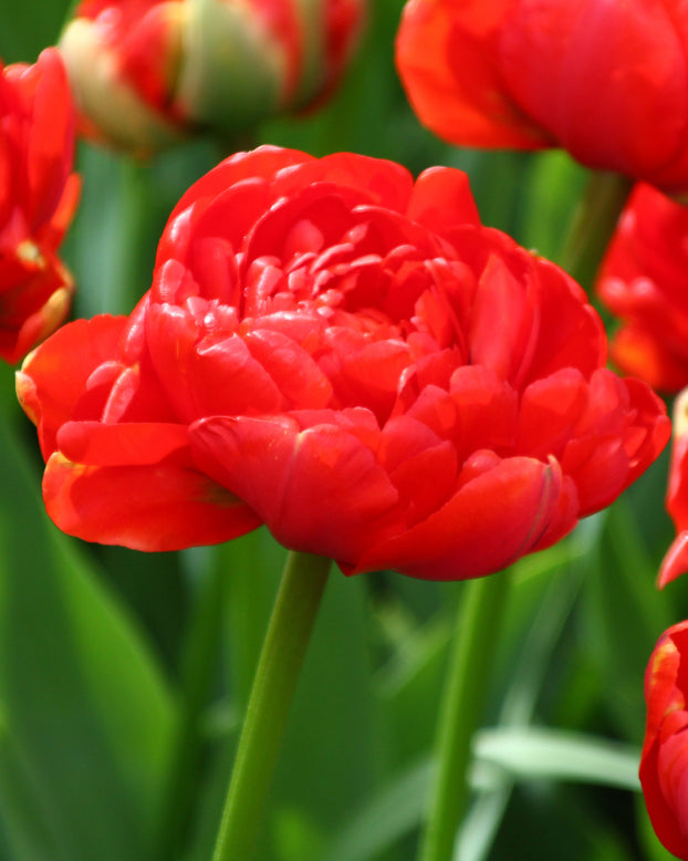Tulip 'Miranda'