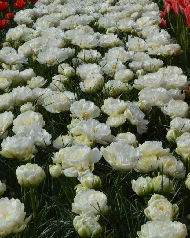 Flower BulbsMondial™ Bulbs UK - 1