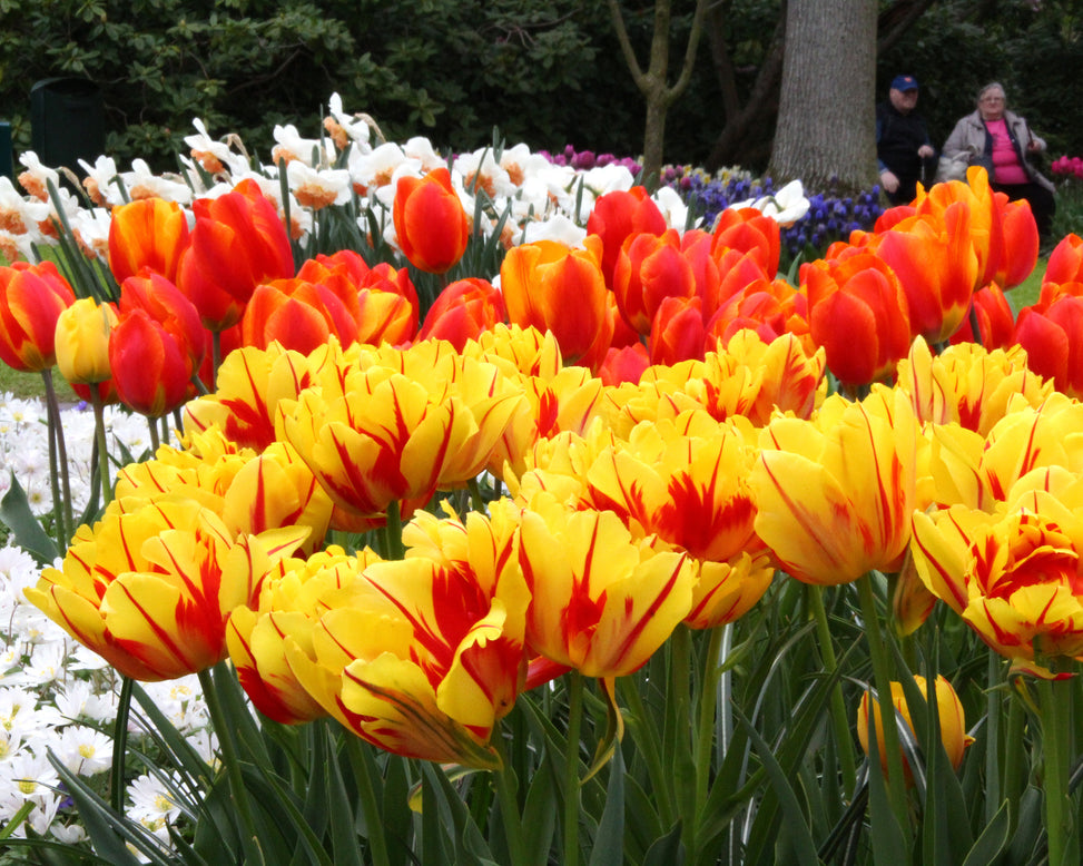 Tulip 'Monsella'