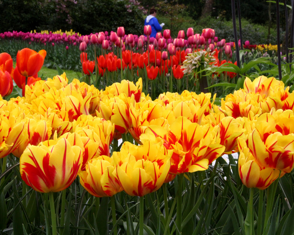 Tulip 'Monsella'