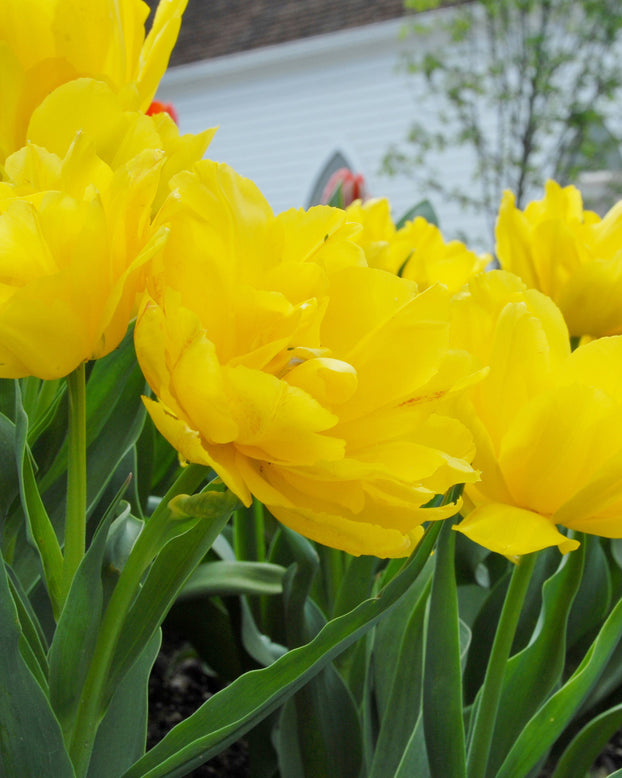 Flower BulbsMonte Carlo Bulbs UK - 1