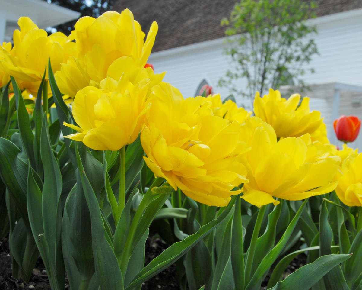Flower BulbsMonte Carlo Bulbs UK - 3