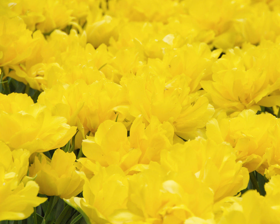 Flower BulbsMonte Carlo Bulbs UK - 2