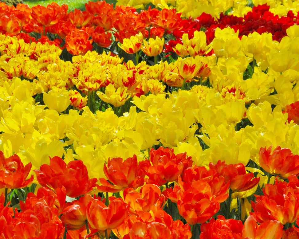 Flower BulbsMonte Carlo Bulbs UK - 4