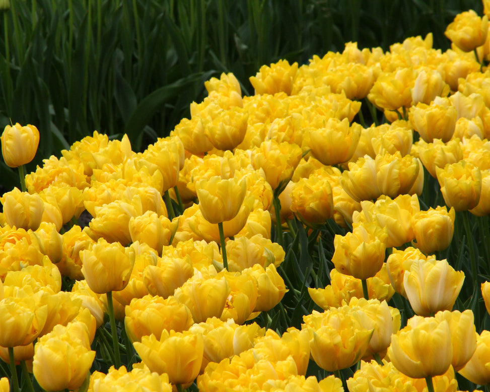 Tulip 'Monte Carlo'