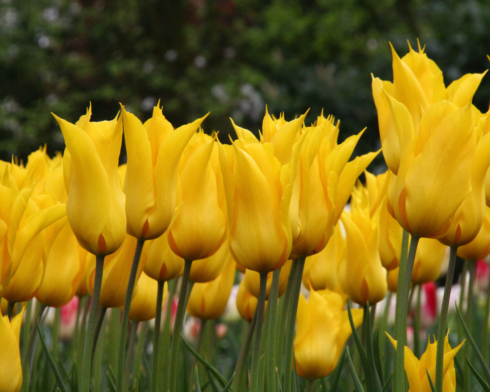 Tulip 'Moonshine'