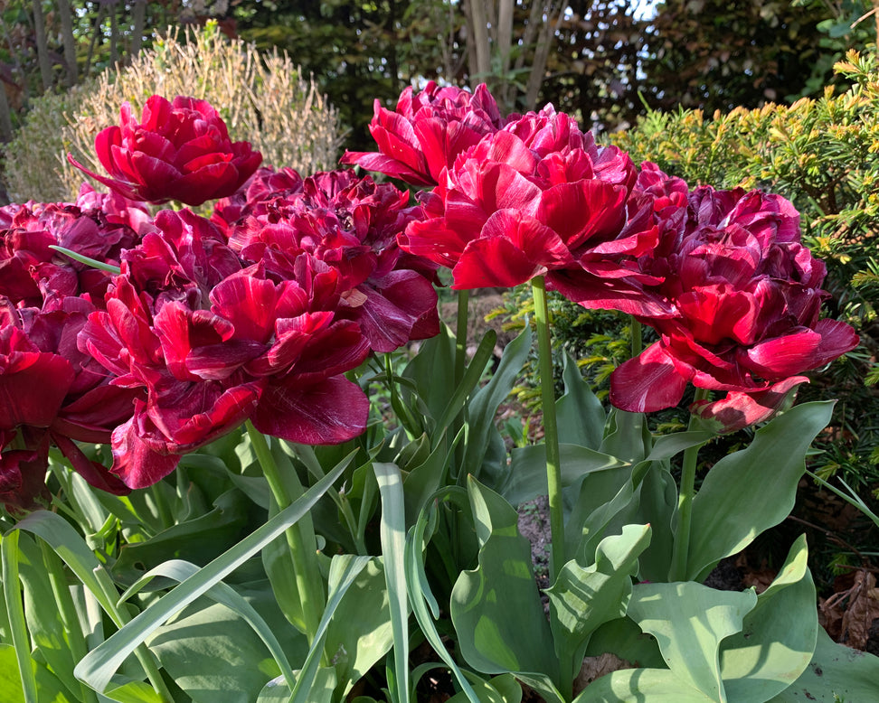 Tulip 'Nachtwacht'