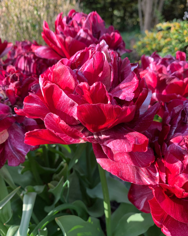 Tulip 'Nachtwacht'