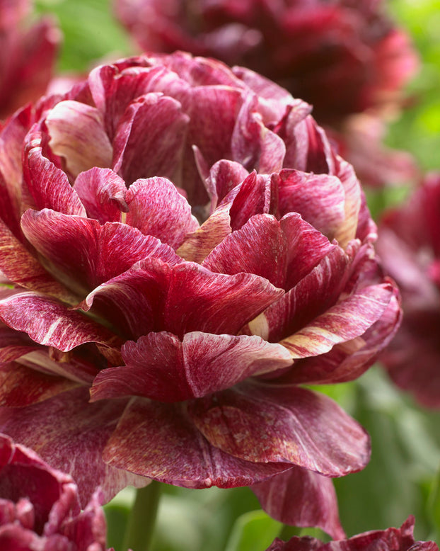 Tulip 'Nachtwacht'