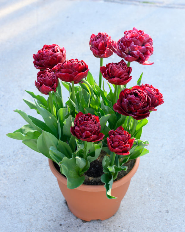Tulip 'Nachtwacht'