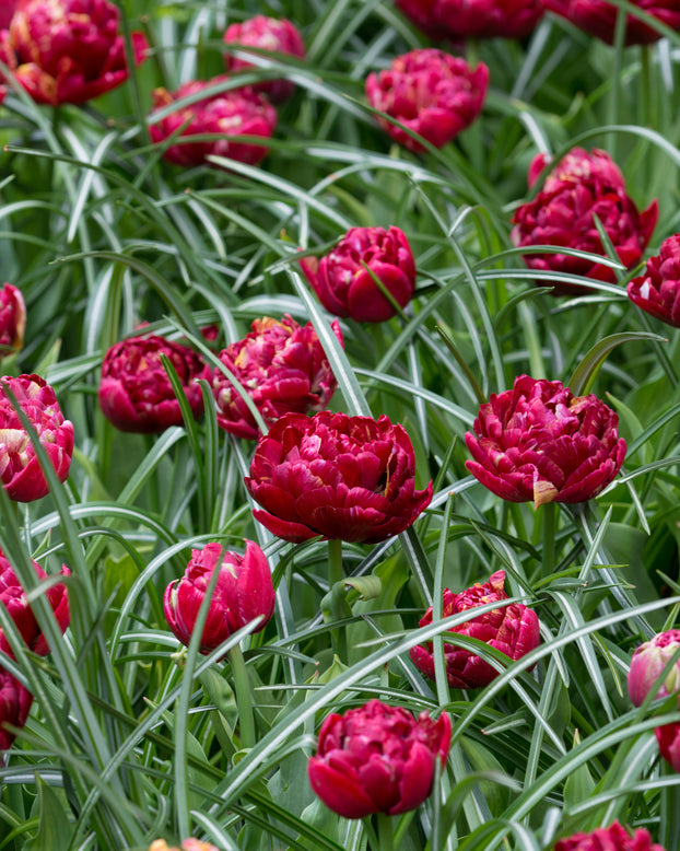 Tulip 'Nachtwacht'