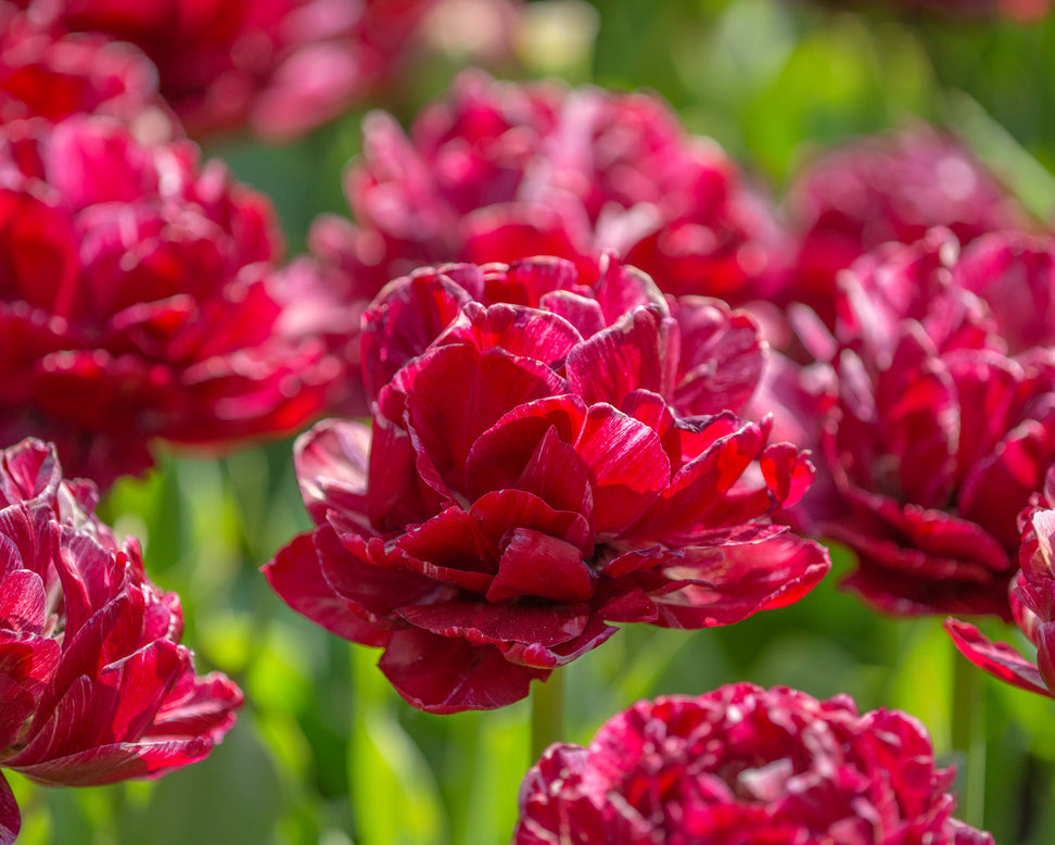 Tulip 'Nachtwacht'