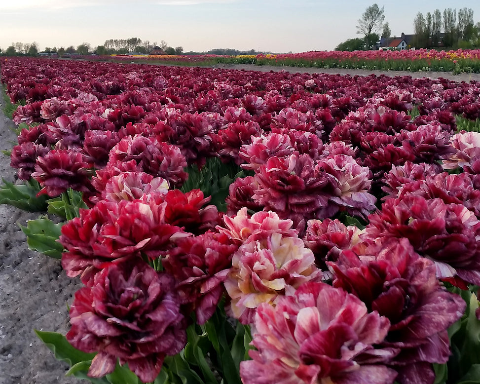 Tulip 'Nachtwacht'