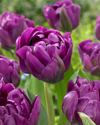 Tulip 'Negrita Double'