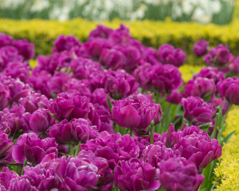 Tulip 'Negrita Double'