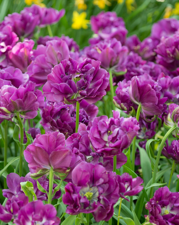 Tulip 'Negrita Double'