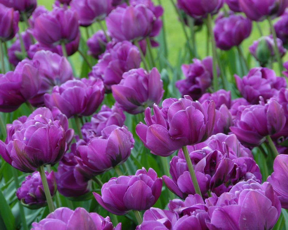 Tulip 'Negrita Double'