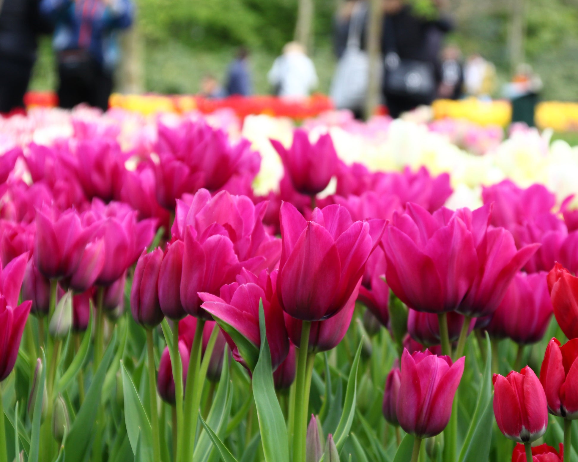 Tulip 'Night Club' bulbs — Buy online at Farmer Gracy UK