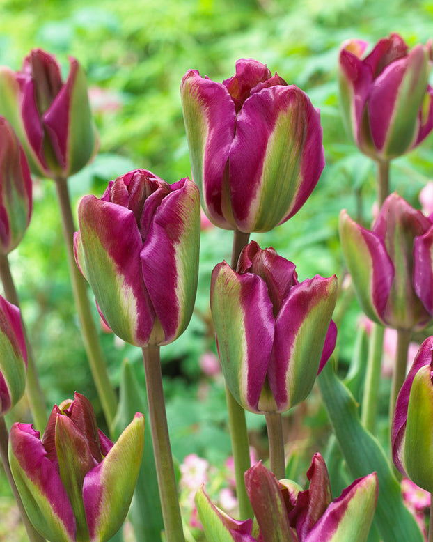 Tulip 'Night Rider' (test)