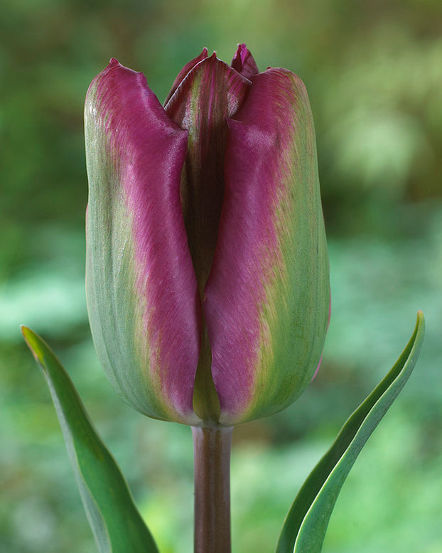 Tulip 'Night Rider' (test)