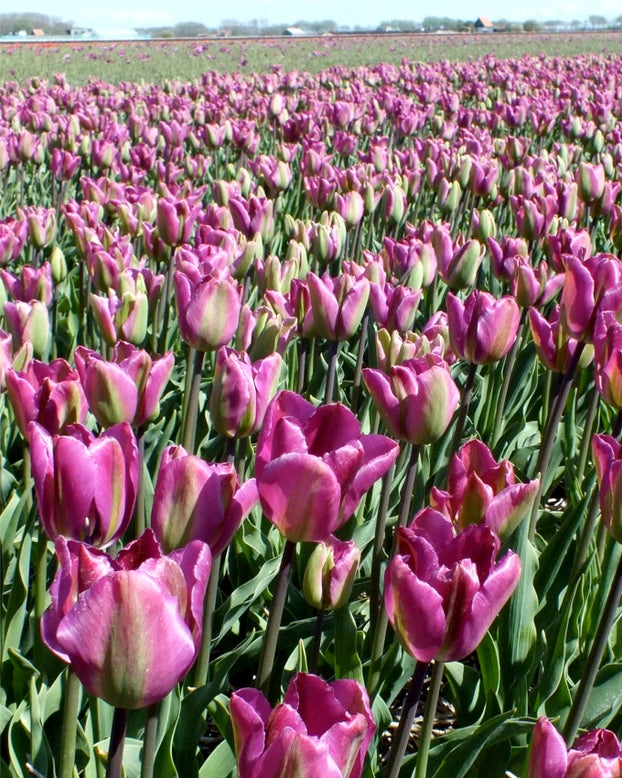 Tulip 'Night Rider' (test)