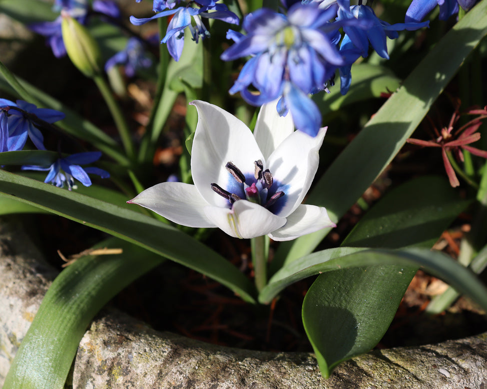 Tulip 'Coerulea Oculata Alba'