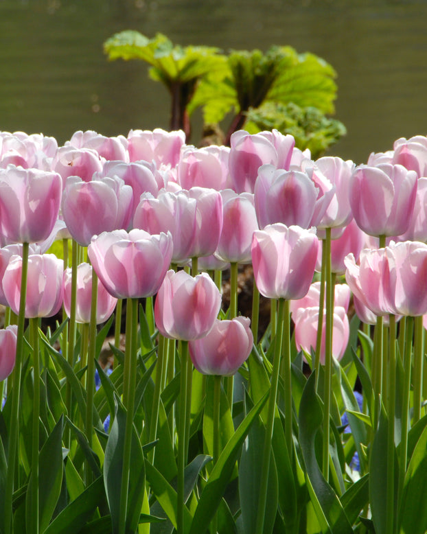 Flower BulbsOllioules Bulbs UK - 1