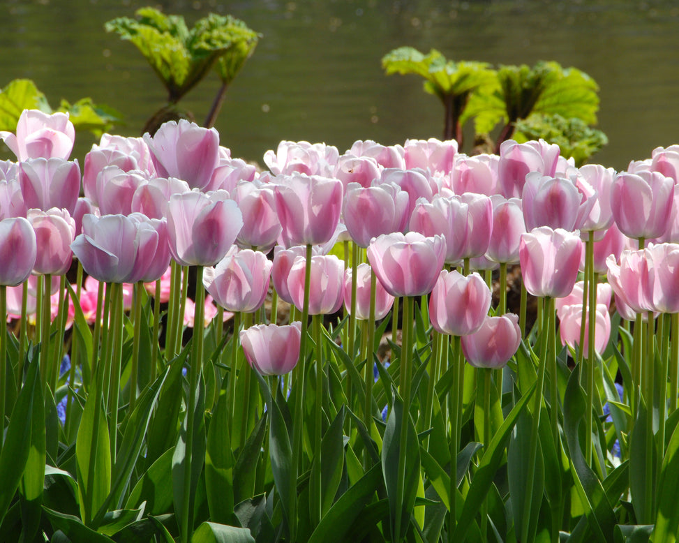 Flower BulbsOllioules Bulbs UK - 2
