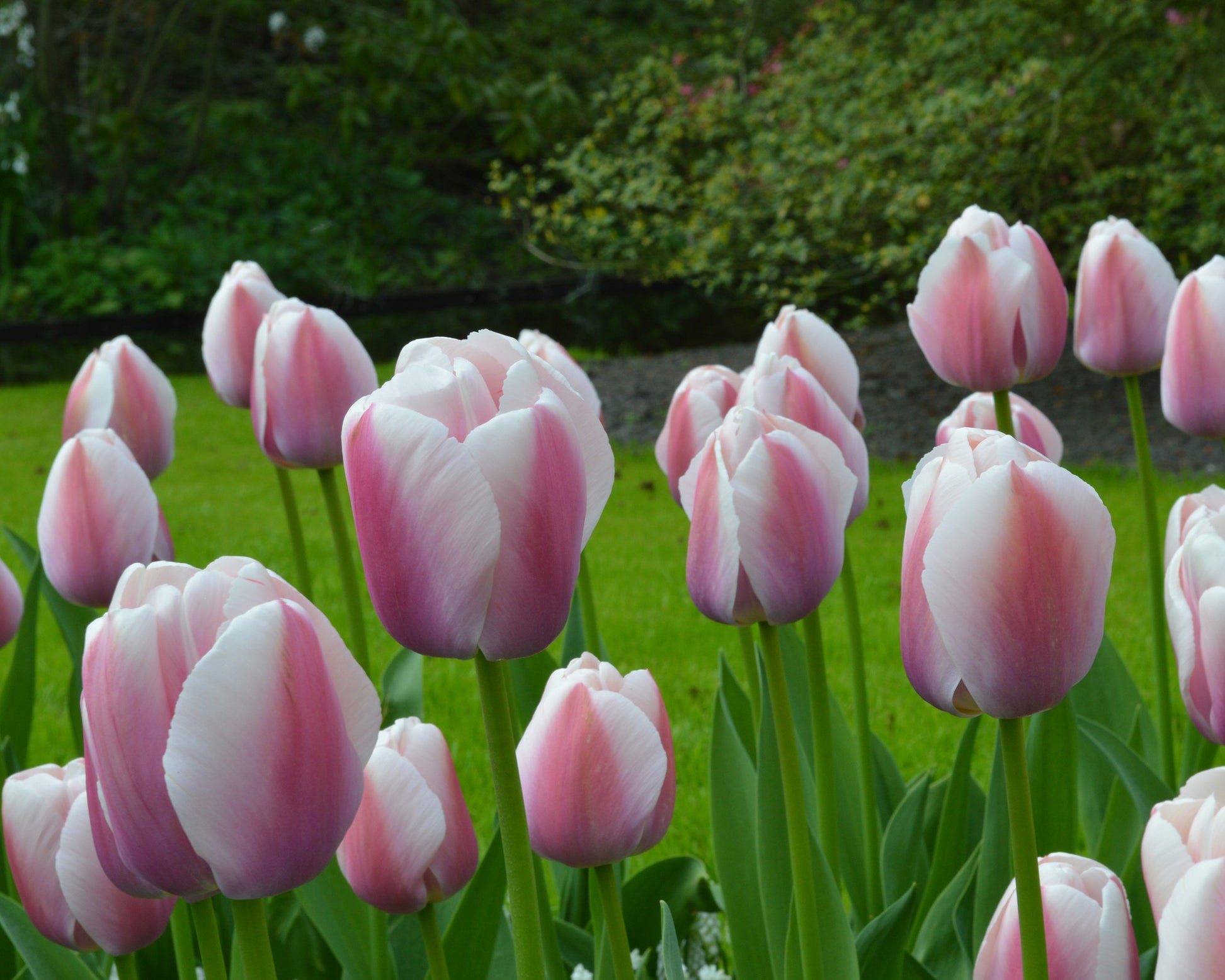 30 Bulbos De Tulipán Darwin Rosa Y Blanco (Ollioules/Hakuun) - Floración En Primavera, Ideal Para Jardín O Maceta