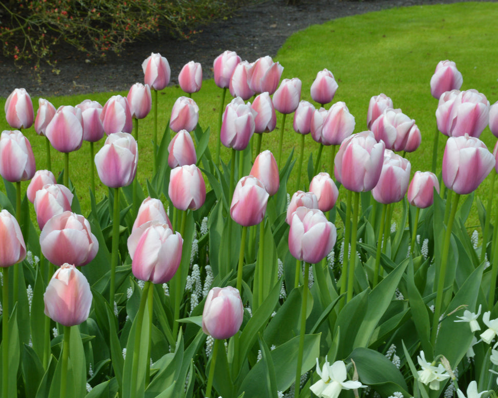 Flower BulbsOllioules Bulbs UK - 6