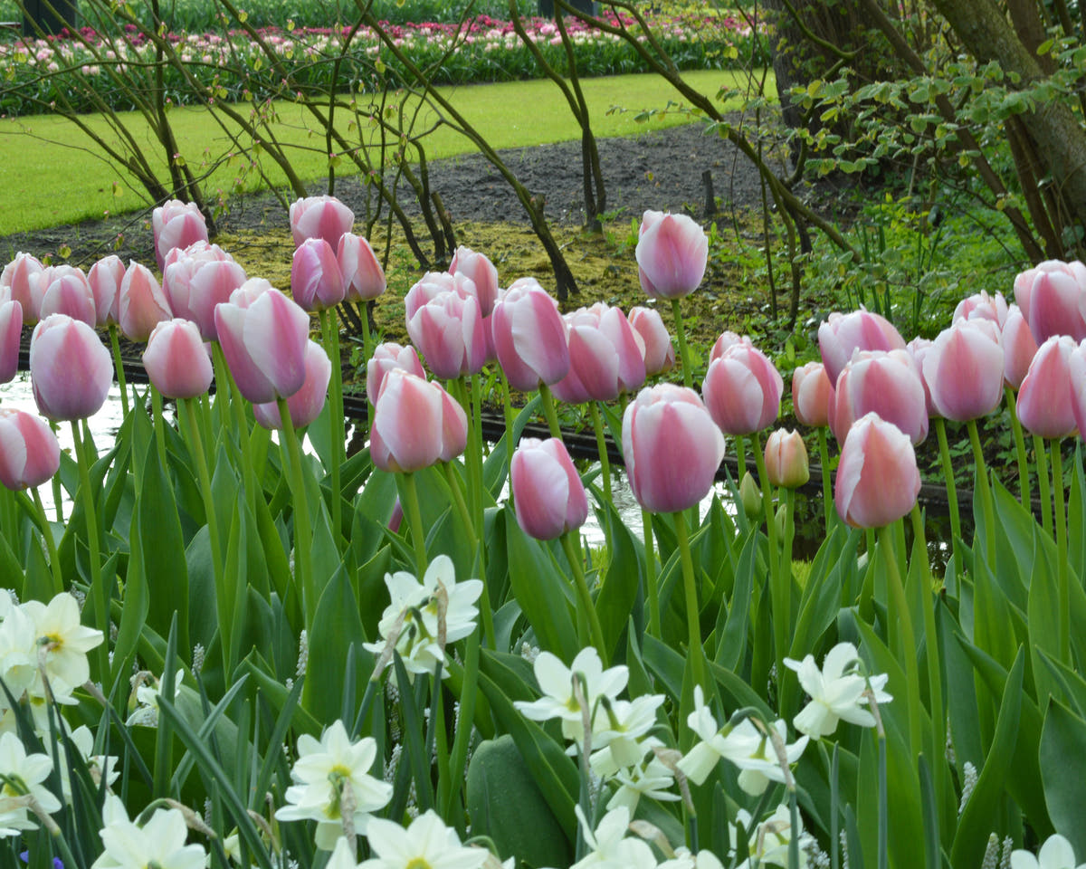 Flower BulbsOllioules Bulbs UK - 3