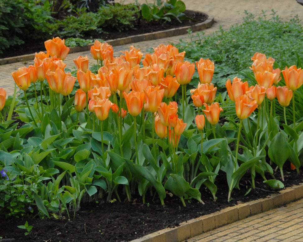 Flower BulbsOrange Emperor Bulbs UK - 2
