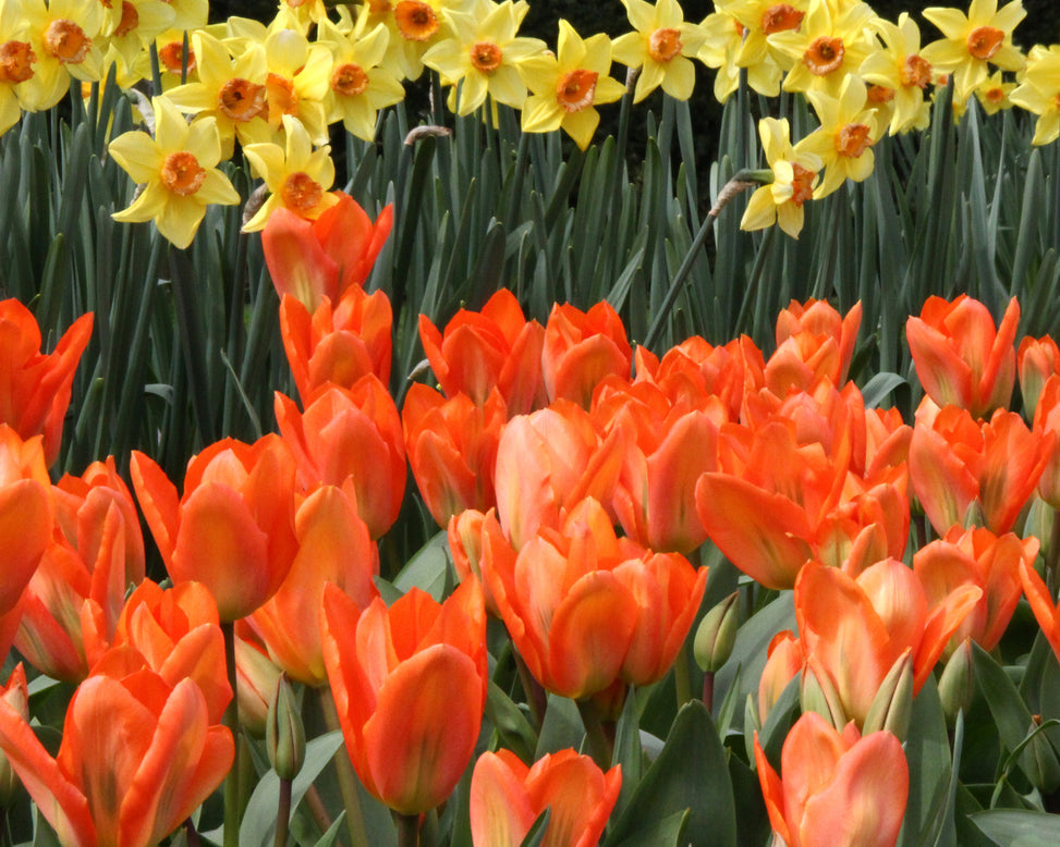 Tulip 'Orange Emperor'
