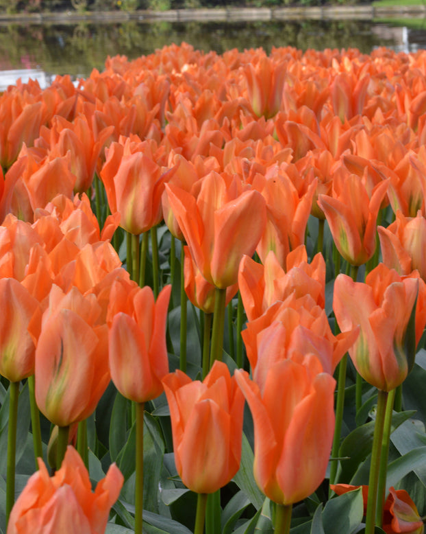 Flower BulbsOrange Emperor Bulbs UK - 1