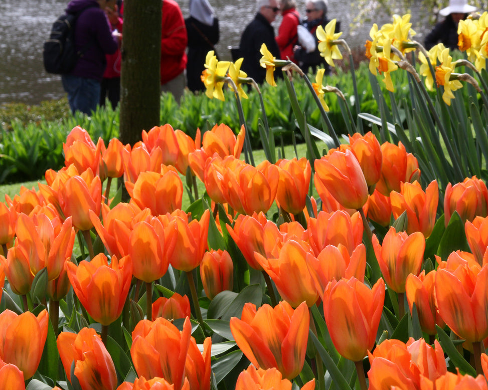 Tulip 'Orange Emperor'