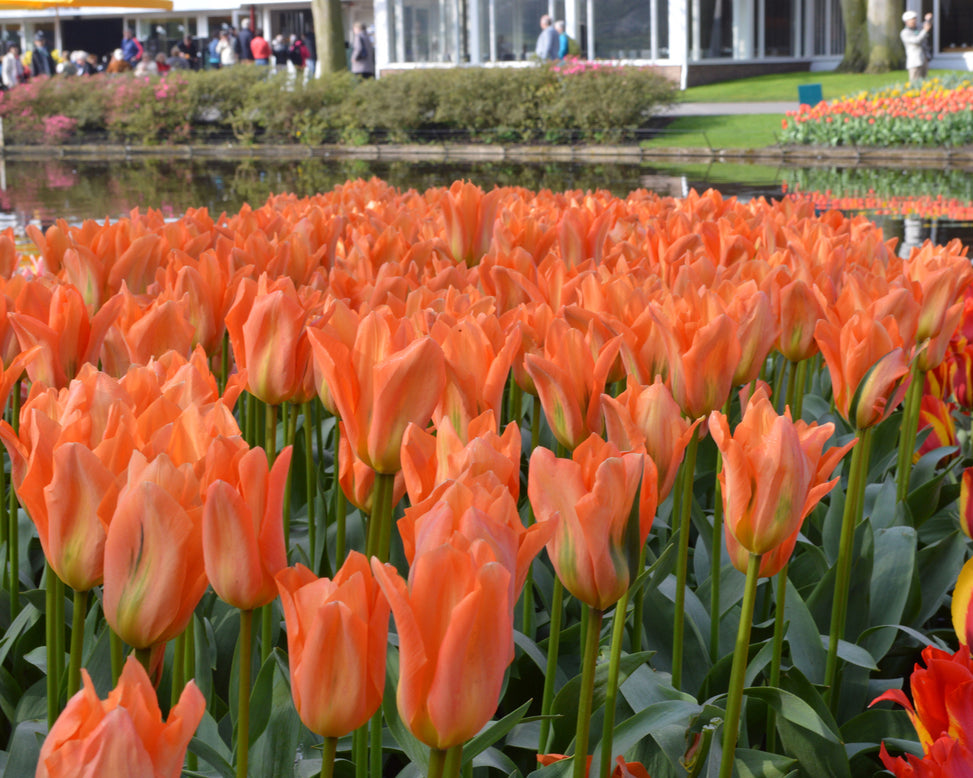 Flower BulbsOrange Emperor Bulbs UK - 6