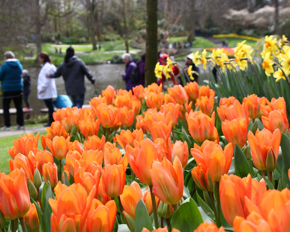 Tulip 'Orange Emperor'
