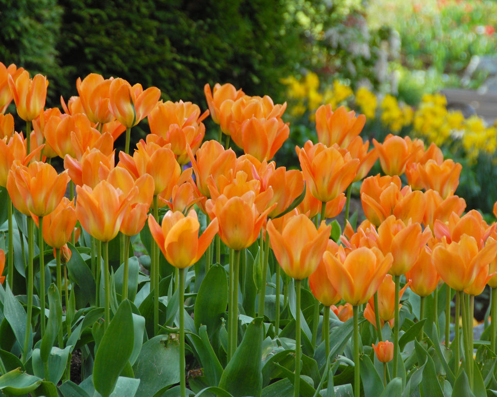 Flower BulbsOrange Emperor Bulbs UK - 5