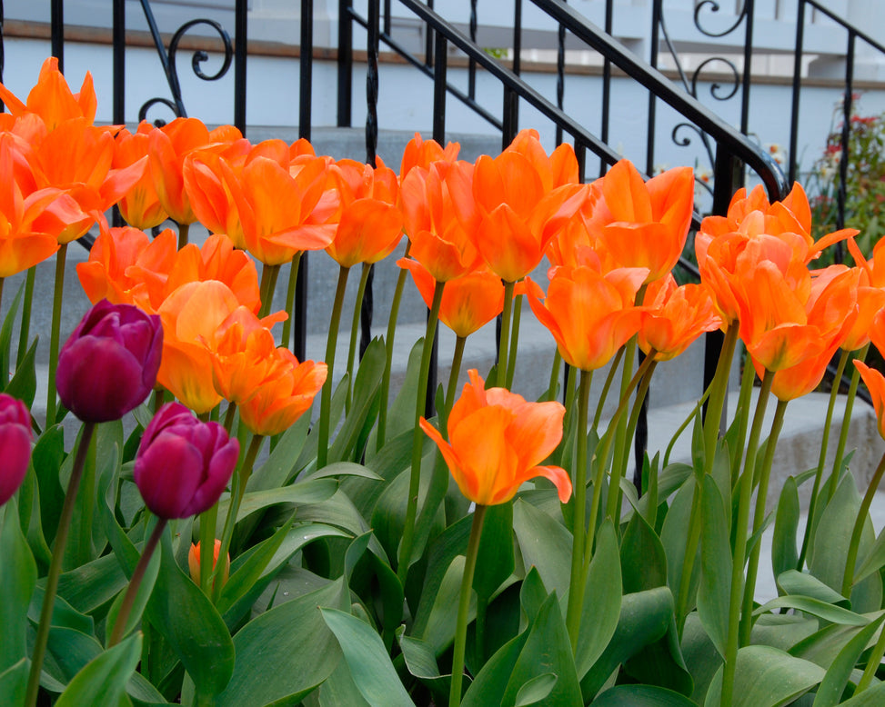 Flower BulbsOrange Emperor Bulbs UK - 3