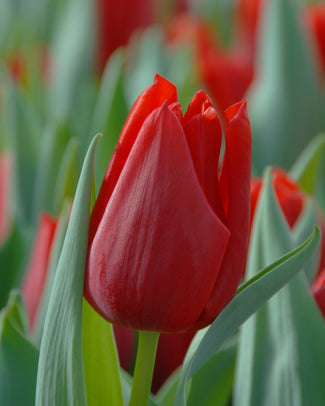 Flower BulbsOscar Bulbs UK - 1