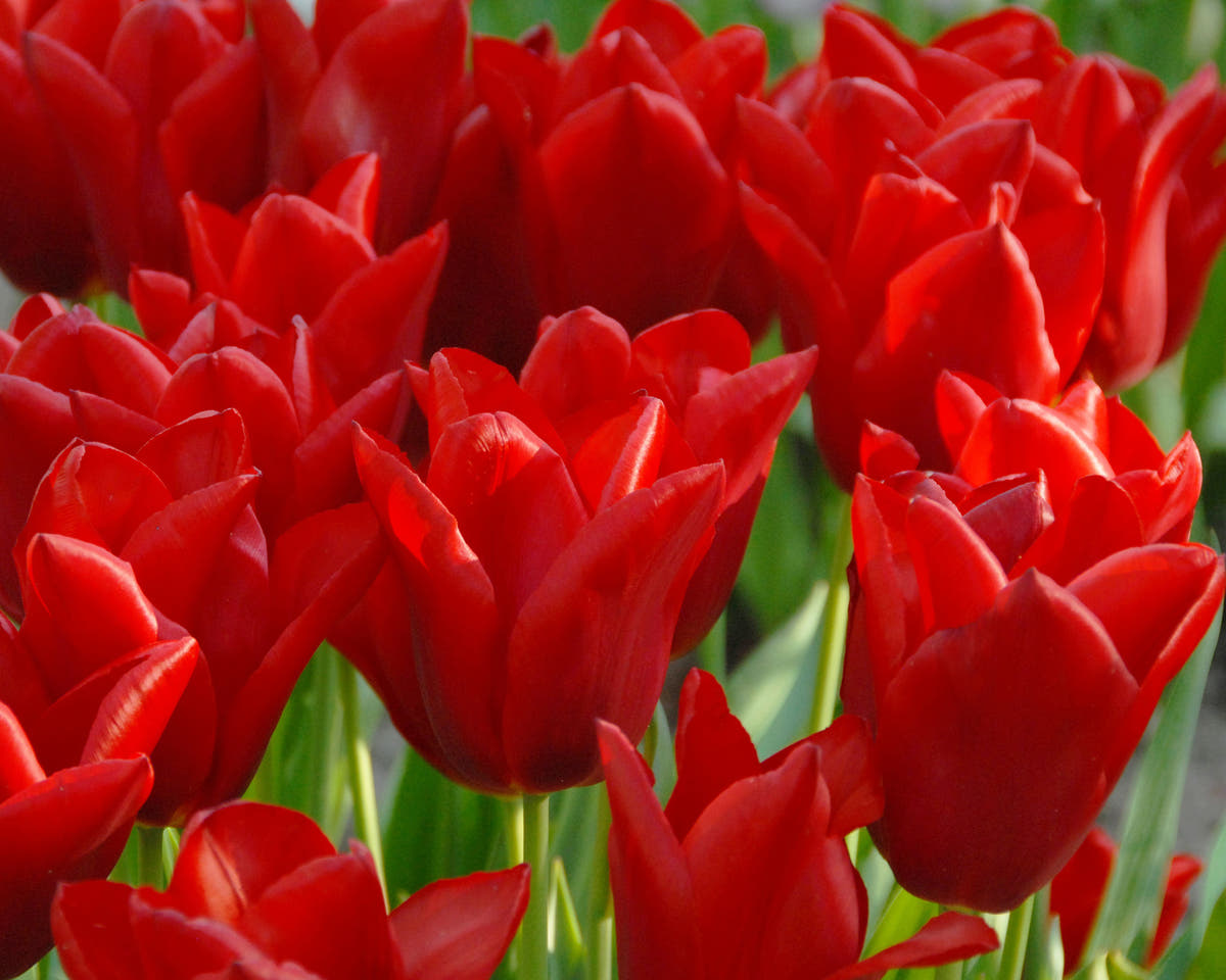 Flower BulbsOscar Bulbs UK - 3