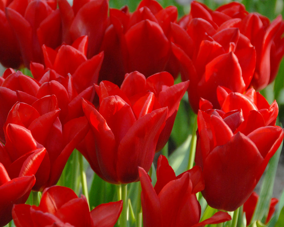 Flower BulbsOscar Bulbs UK - 3